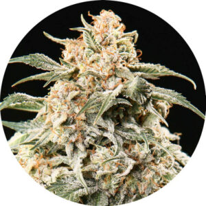 Semi Mix Auto Regulérní