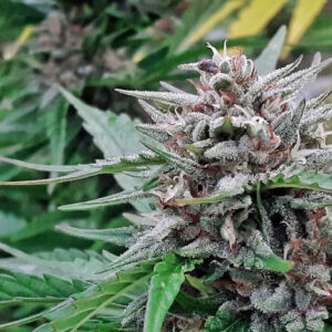 Super Tao Auto Regulérní