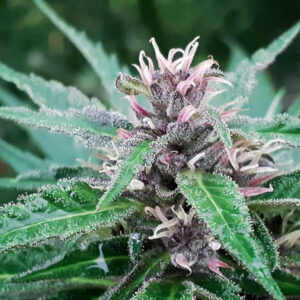 Tao Purple Regulérní