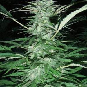 Serious 6 Regulérní