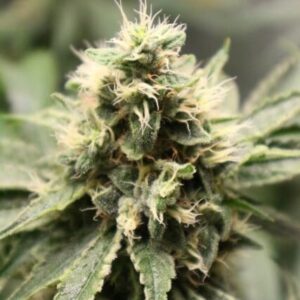 Chemhead OG Feminizovaná