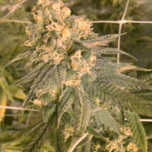 Mint Milano Feminizovaná Seeds (Gold Collection) - 6