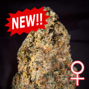 Diamond Queen Kush Auto Feminizovaná