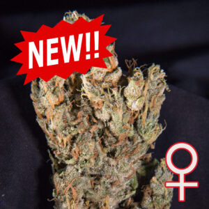 Lemon Sputnik Auto Feminizovaná