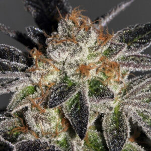 Cookies Feminizovaná