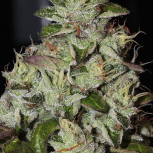 Fire Afghan Cookies Feminizovaná