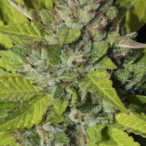 Sister Cookies Feminizovaná