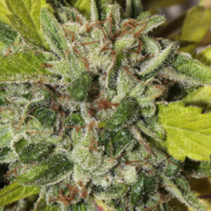 Matriarch OG Regulérní