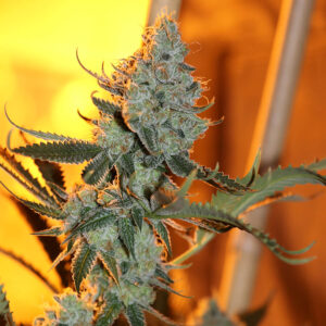 Asian Persuasion Regulérní