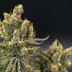 Astrosnaps Regulérní