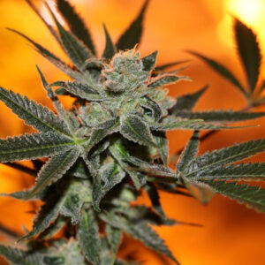 Cherry Lemonade Regulérní