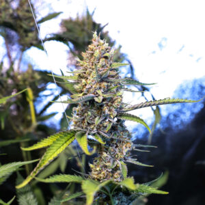 Kaffir Lime Regulérní