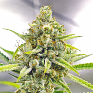 My Sharona Regulérní