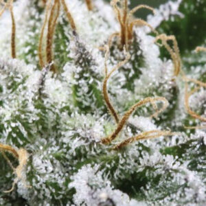 Bubba God Regulérní