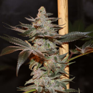 Citron Snacks Regulérní