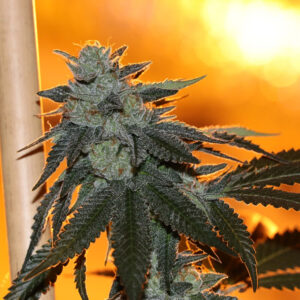 Nerds OG Regulérní