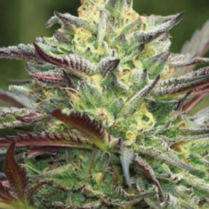 All Gas OG (formerly Asphalt Plant) Regulérní