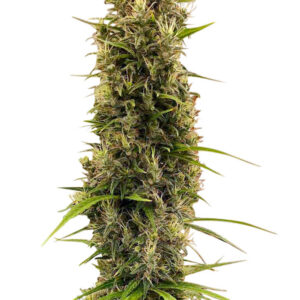 Golden Tiger Thai Dominant 3rd Version Feminizovaná Seeds (Limited Edition) - 5