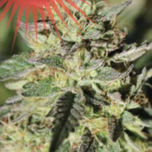 Early Girl OG Hybrid Feminizovaná