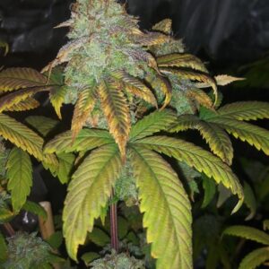 Soul Food Regulérní