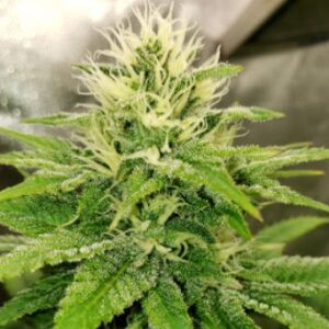 Sundance Regulérní