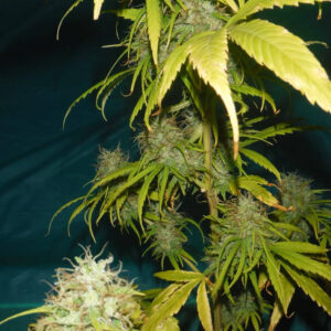 Grail Widow (GROWL) Regulérní