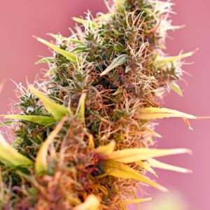 Holy Grail Regulérní