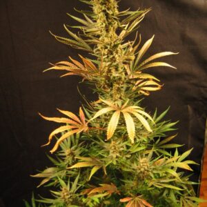 Holy Smoke Regulérní