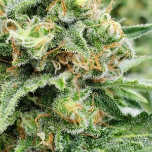 Widow AC (WACO) Regulérní