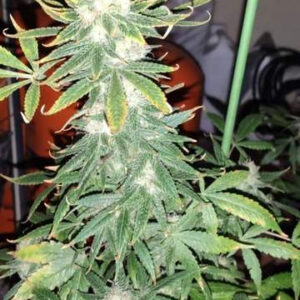 Ghandi CBD Feminizovaná