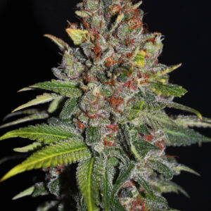 Tropical Punch Feminizovaná