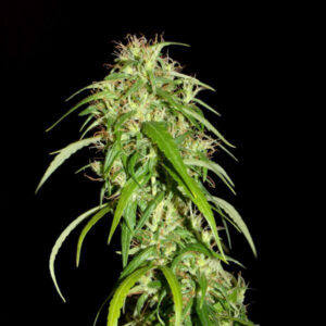 Kerala Chellakutti Regulérní