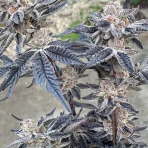 Smac Town Regulérní