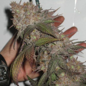 The Black Feminizovaná