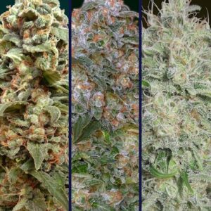 Collection #10 Feminizovaná