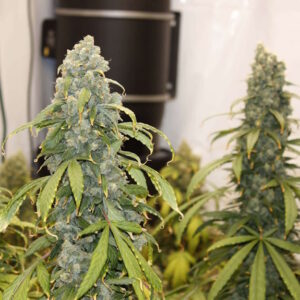 Old Soul Regulérní