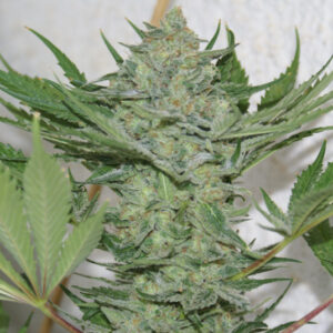 Critical Haze Feminizovaná