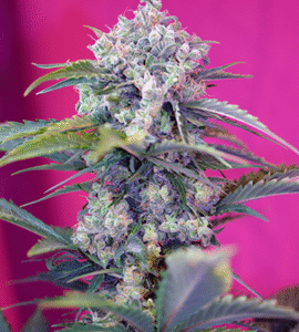 Cream Mandarine Auto Feminizovaná