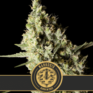 Narkosis Feminizovaná