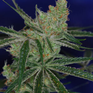 Jacks Cleaner 2 Regulérní