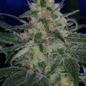 The Void (AKA Purple Apollo) Regulérní