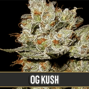 OG's Kush Feminizovaná