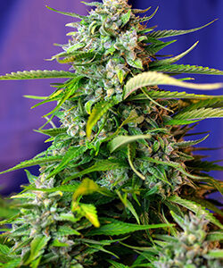 Jack 47 Auto Feminizovaná