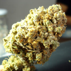 Channel + Feminizovaná