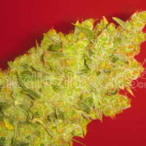 Jack La Mota Feminizovaná