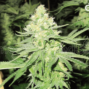 No Name Feminizovaná