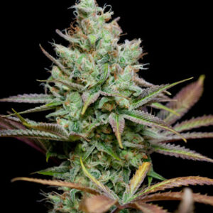 Pennywise Regulérní