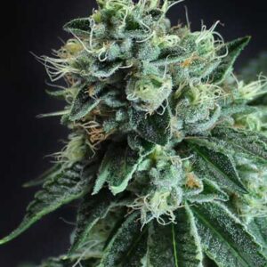 Jesus OG Regulérní