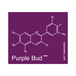 Purple Bud Regulérní
