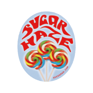 Sugar Haze Regulérní